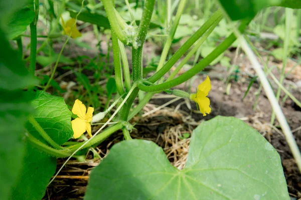 Relaxed senior lady working in her garden growing vegetables — Stock Photo, Image