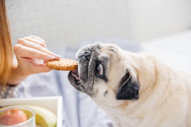 Köpeğini bir yatakta olan kadın. Yatakta kahvaltı