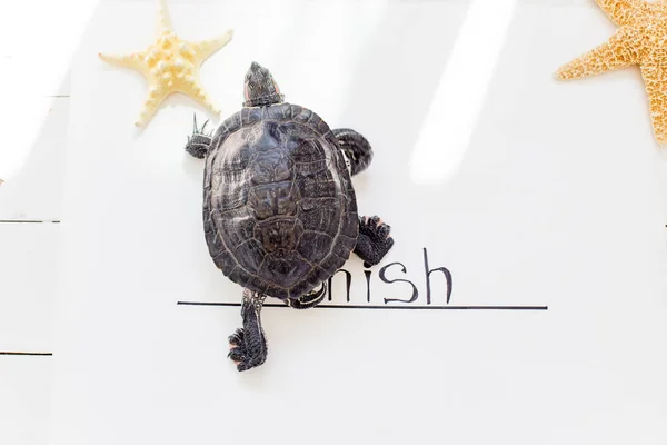 An image of a pet turtle on a white table — Stock Photo, Image