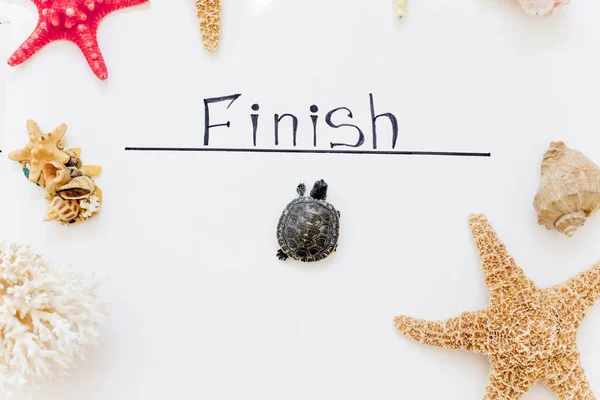 An image of a pet turtle on a white table — Stock Photo, Image