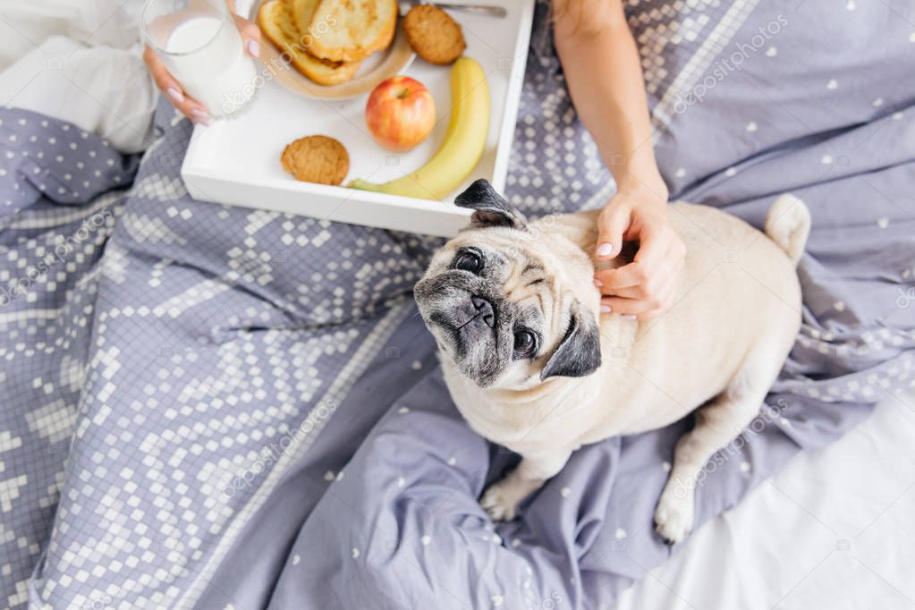 Young woman with her dog in a bed. Breakfast in bed