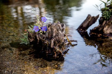 bir tekne ile açık bir göl güzel kamp alanına