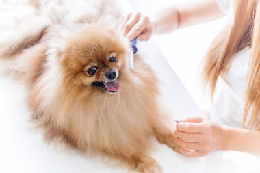 bir köpek bakım profesyonel köpek kuaförü portresi