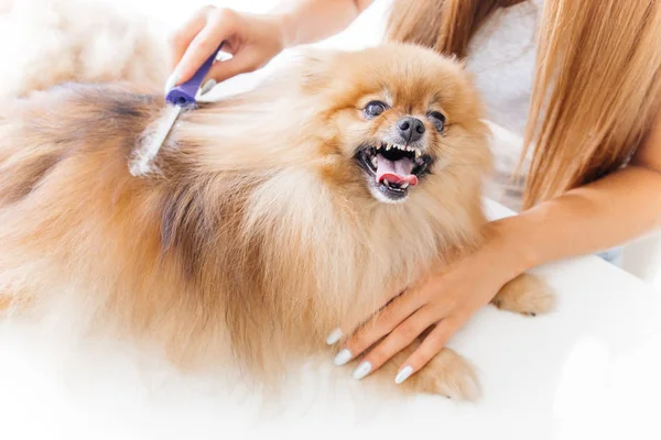 Un retrato de un peluquero profesional perro aseo de un perro — Foto de Stock