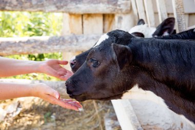 Sağım tesisi ve mekanize sağım donanımları inek. Mandıra