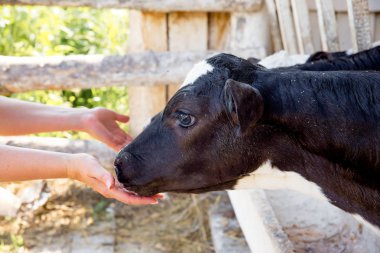 Sağım tesisi ve mekanize sağım donanımları inek. Mandıra