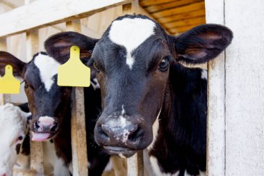 Sağım tesisi ve mekanize sağım donanımları inek. Mandıra
