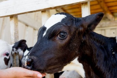 Sağım tesisi ve mekanize sağım donanımları inek. Mandıra