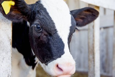 Sağım tesisi ve mekanize sağım donanımları inek. Mandıra