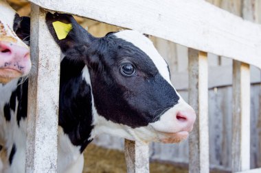 Sağım tesisi ve mekanize sağım donanımları inek. Mandıra