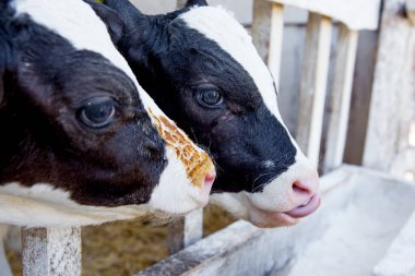 Sağım tesisi ve mekanize sağım donanımları inek. Mandıra