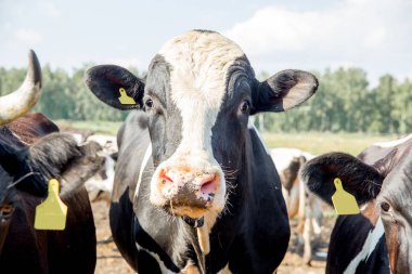 Sağım tesisi ve mekanize sağım donanımları inek. Mandıra