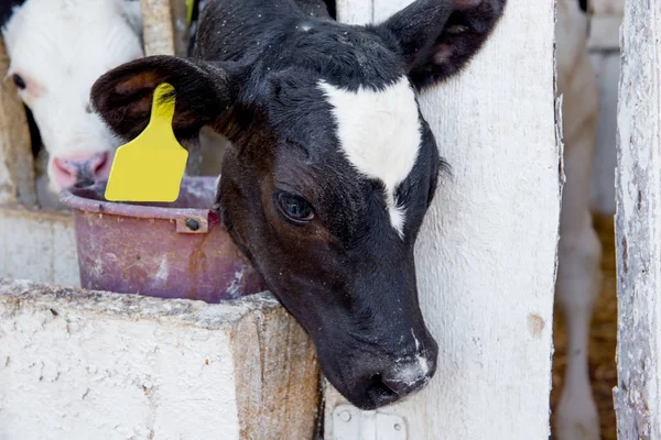 Sağım tesisi ve mekanize sağım donanımları inek. Mandıra
