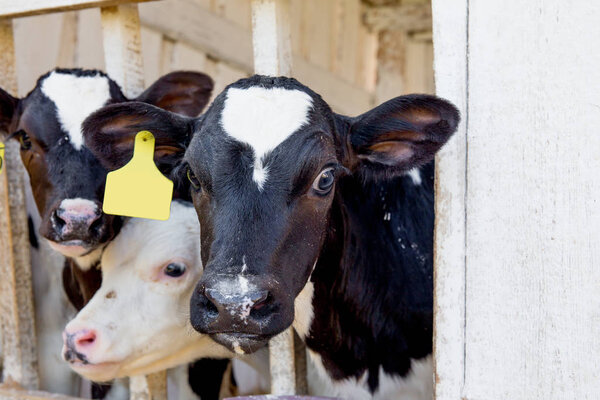 Cow milking facility and mechanized milking equipment. dairy farm