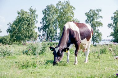 yaz yeşil alan, inek sürüsü çayıra