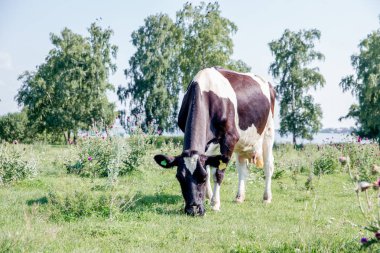 yaz yeşil alan, inek sürüsü çayıra