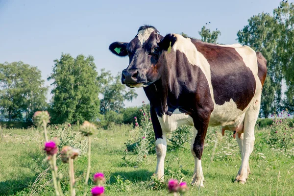 Stado krów o summer zielony pole pastwisko — Zdjęcie stockowe