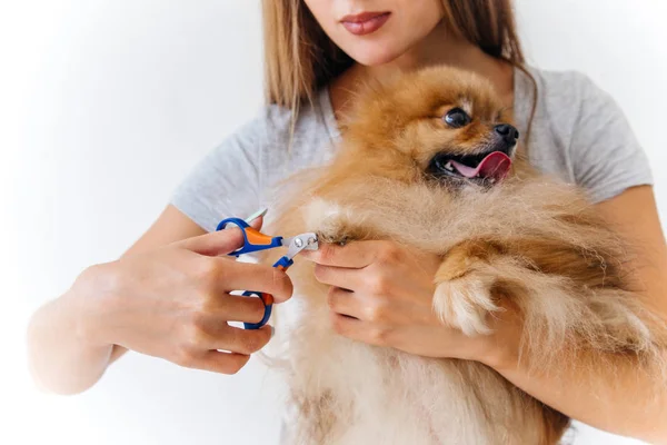 Portret profesjonalny pies salon fryzjerski, Strzyżenie psa — Zdjęcie stockowe