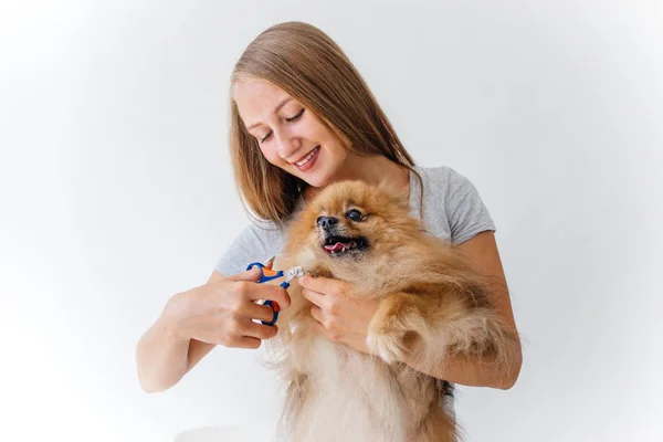 Un ritratto di un parrucchiere professionista per cani che cura un cane — Foto Stock