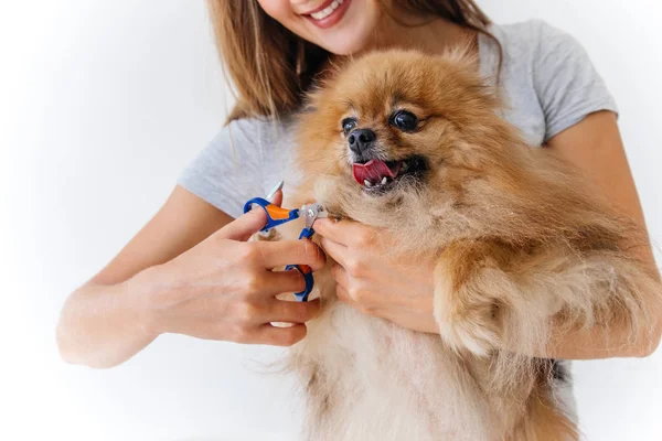 一个专业的狗理发师的肖像梳理狗 — 图库照片