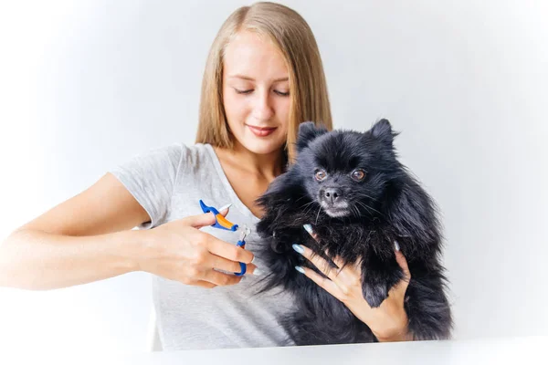 a portrait of a professional dog hairdresser grooming a dog with scissors