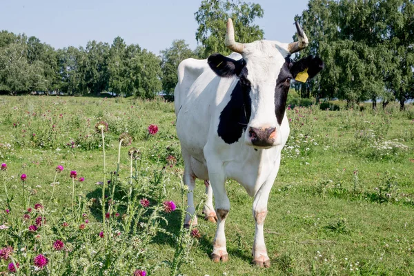 Un troupeau de vaches au pâturage vert d'été — Photo