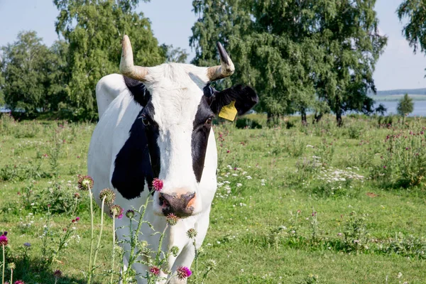 Stado krów o summer zielony pole pastwisko — Zdjęcie stockowe