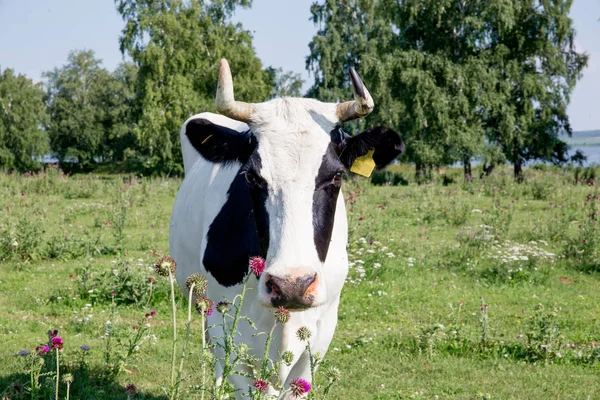 Stado krów o summer zielony pole pastwisko — Zdjęcie stockowe