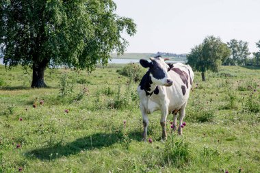yaz yeşil alan, inek sürüsü çayıra