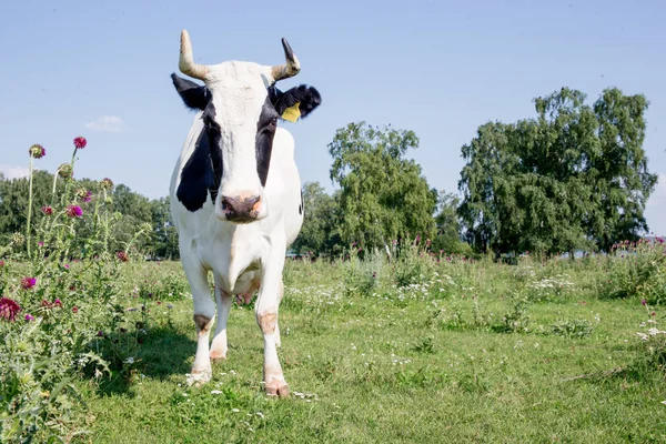 Stado krów o summer zielony pole pastwisko — Zdjęcie stockowe