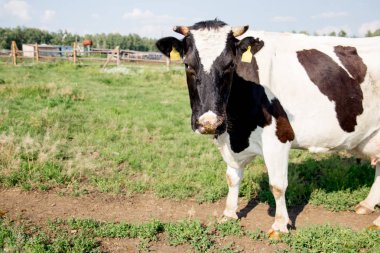 yaz yeşil alan, inek sürüsü çayıra