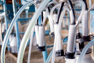 Sağım tesisi ve mekanize sağım donanımları inek. Mandıra