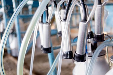 Sağım tesisi ve mekanize sağım donanımları inek. Mandıra