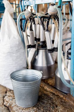 Sağım tesisi ve mekanize sağım donanımları inek. Mandıra