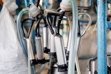 bir inek sağım tesisi ve mekanize sağım ekipman görüntüsünü. Mandıra