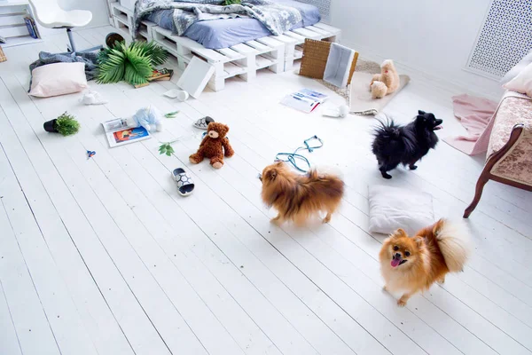 dogs in the middle of mess they created at home