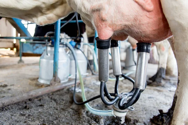 機械化された搾乳設備を搾乳牛のイメージ 酪農場 — ストック写真