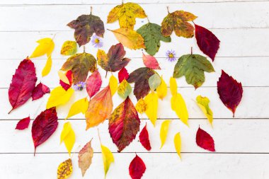 Beyaz zemin üzerine düşen yapraklar sonbaharda kompozisyon yapılmış