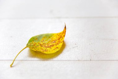 Beyaz zemin üzerine düşen yapraklar sonbaharda kompozisyon yapılmış