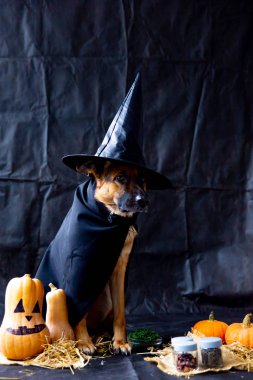 şirin Alman çoban köpek içinde a halloween kılık Kabak ile