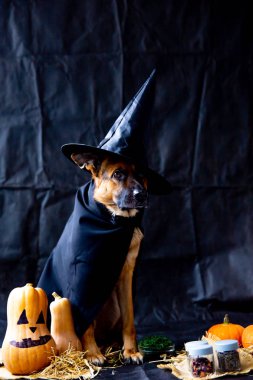 şirin Alman çoban köpek içinde a halloween kılık Kabak ile