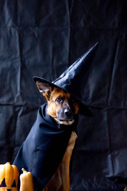 şirin Alman çoban köpek içinde a halloween kılık Kabak ile