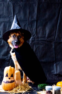 şirin Alman çoban köpek içinde a halloween kılık Kabak ile