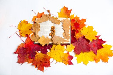 Beyaz zemin üzerine düşen yapraklar sonbaharda kompozisyon yapılmış