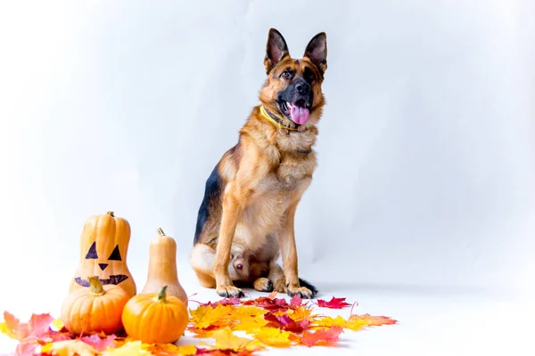 Lindo perro pastor alemán en un disfraz de halloween con calabazas —  Fotos de Stock