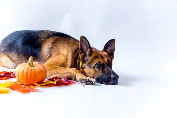 Lindo perro pastor alemán en un disfraz de halloween con calabazas — Foto de Stock