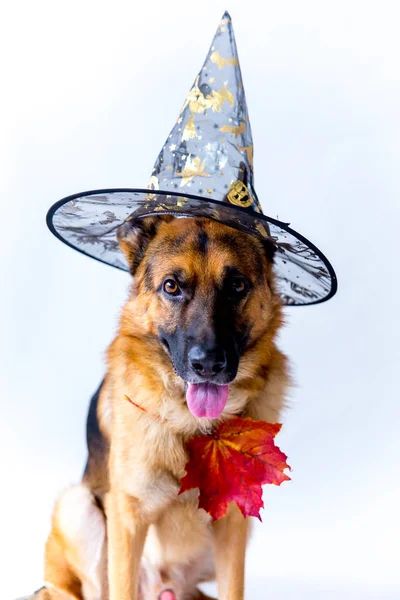 Lindo perro pastor alemán en un disfraz de halloween con calabazas —  Fotos de Stock