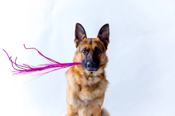 Mignon chien de berger allemand dans un costume d'Halloween avec des citrouilles — Photo