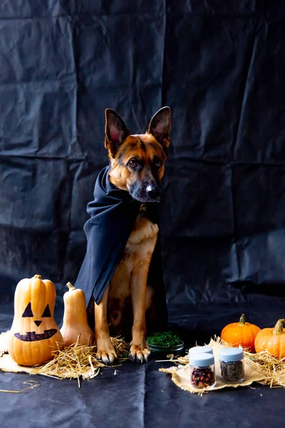 Lindo perro pastor alemán en un disfraz de halloween con calabazas —  Fotos de Stock