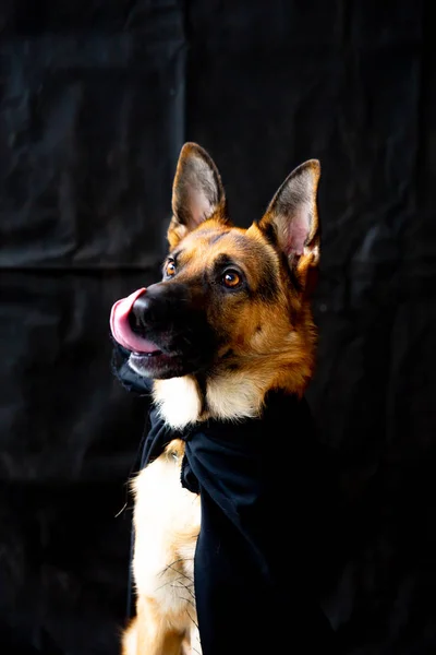 Lindo perro pastor alemán en un disfraz de halloween con calabazas —  Fotos de Stock